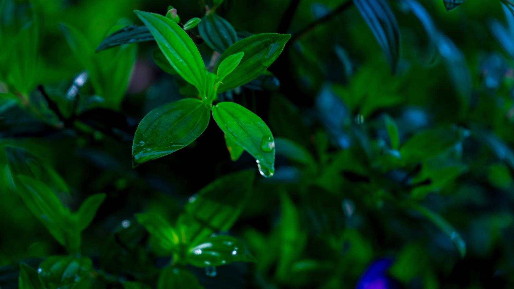 Vythiri Holiday Resort, Wayanad Esterno foto